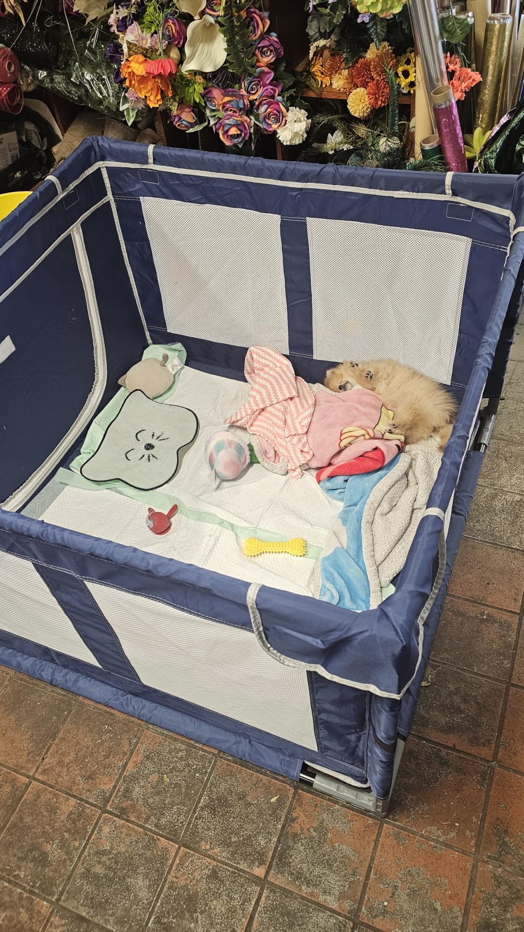 Puppy Playpen Indoor for Dog Small Pets, Dog Playpen 42x42 x25 inch, Dog Play Pen Indoors with Gate, Oxford Fabric Pet Exercise pens for Puppy, Anti-Tipping Dog Enclosure with Zipper Door customer photo 2