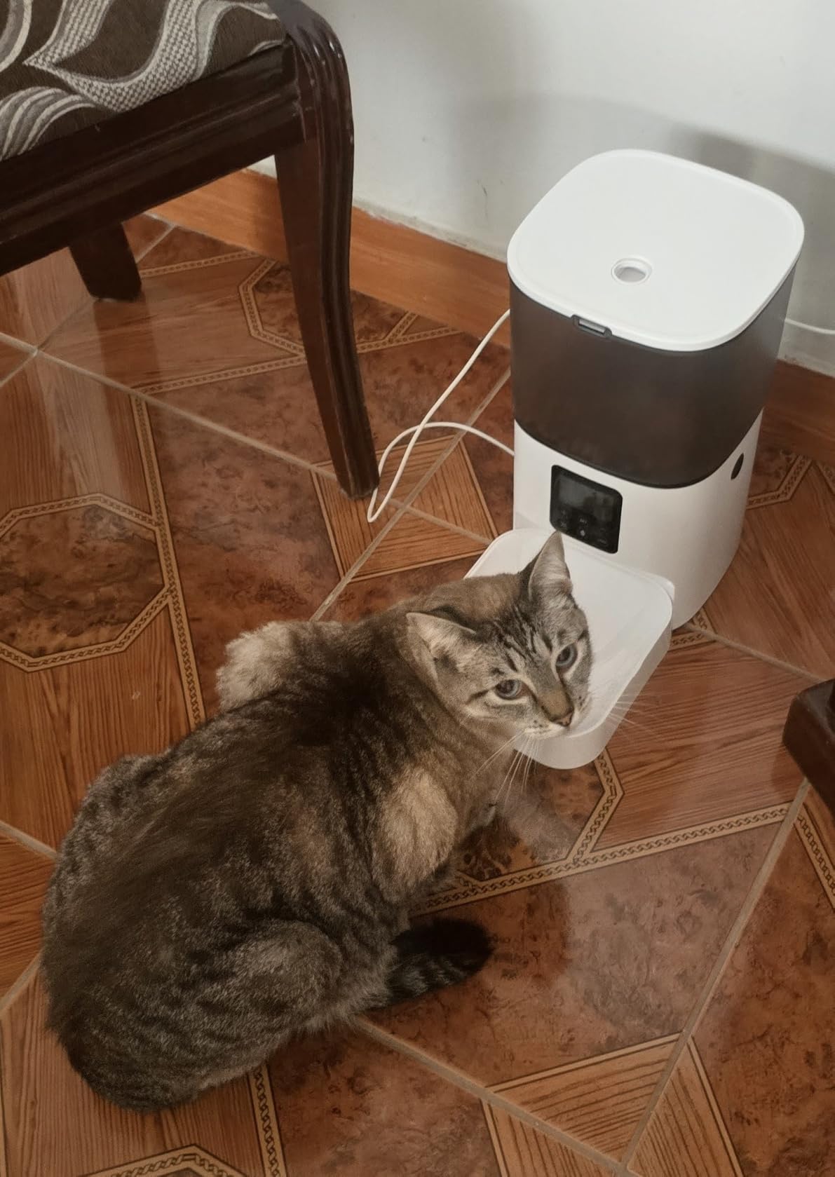 Automatic Cat Feeder, 4L Cat Food Dispenser with 10s Voice Recorder, Pet Feeder up to 8 Meals per Day, Timed Dog Feeder with Dry Food Sealed Ring customer photo 1