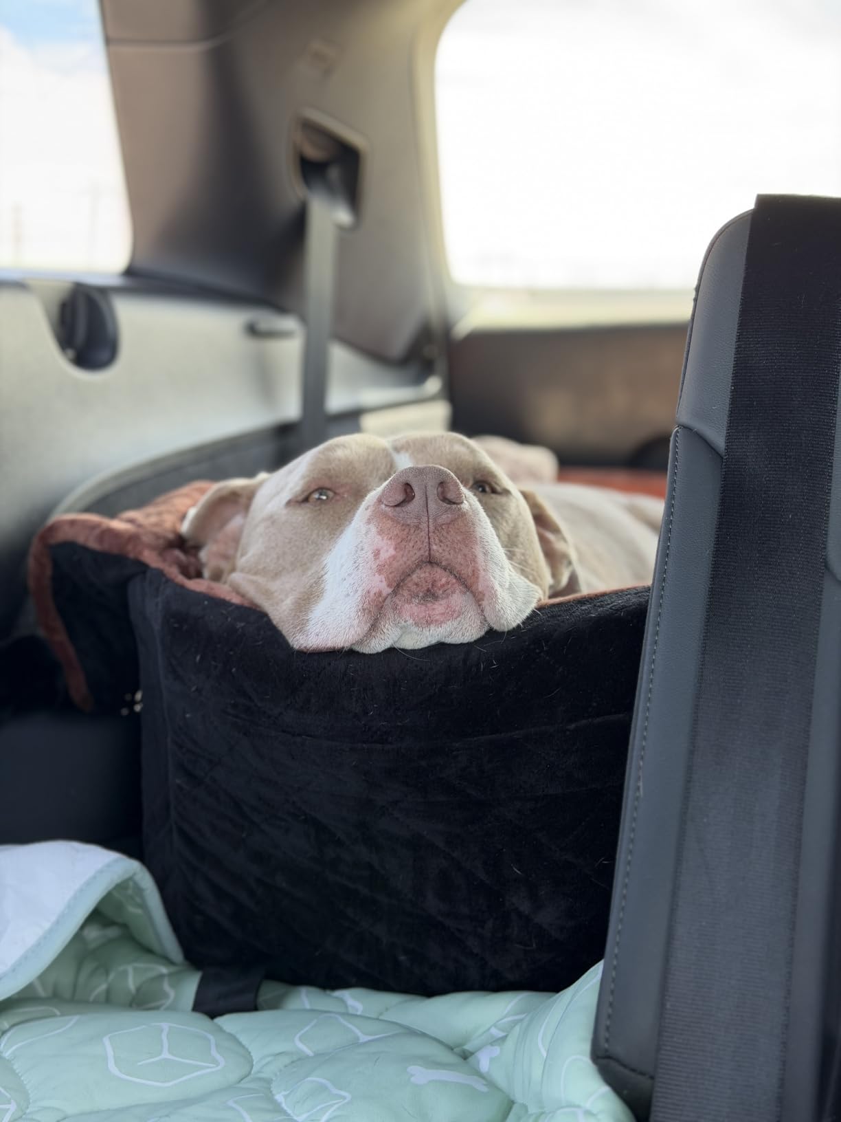 HEGGCOOE Large Dog Car Seat Under 100 lbs, Washable Dog Car Bed for 2 Medium Dogs, Detachable Pet Booster Seat with Storage Pocket and Seat Belt for Back Seat Dog Travel Bed customer photo 1