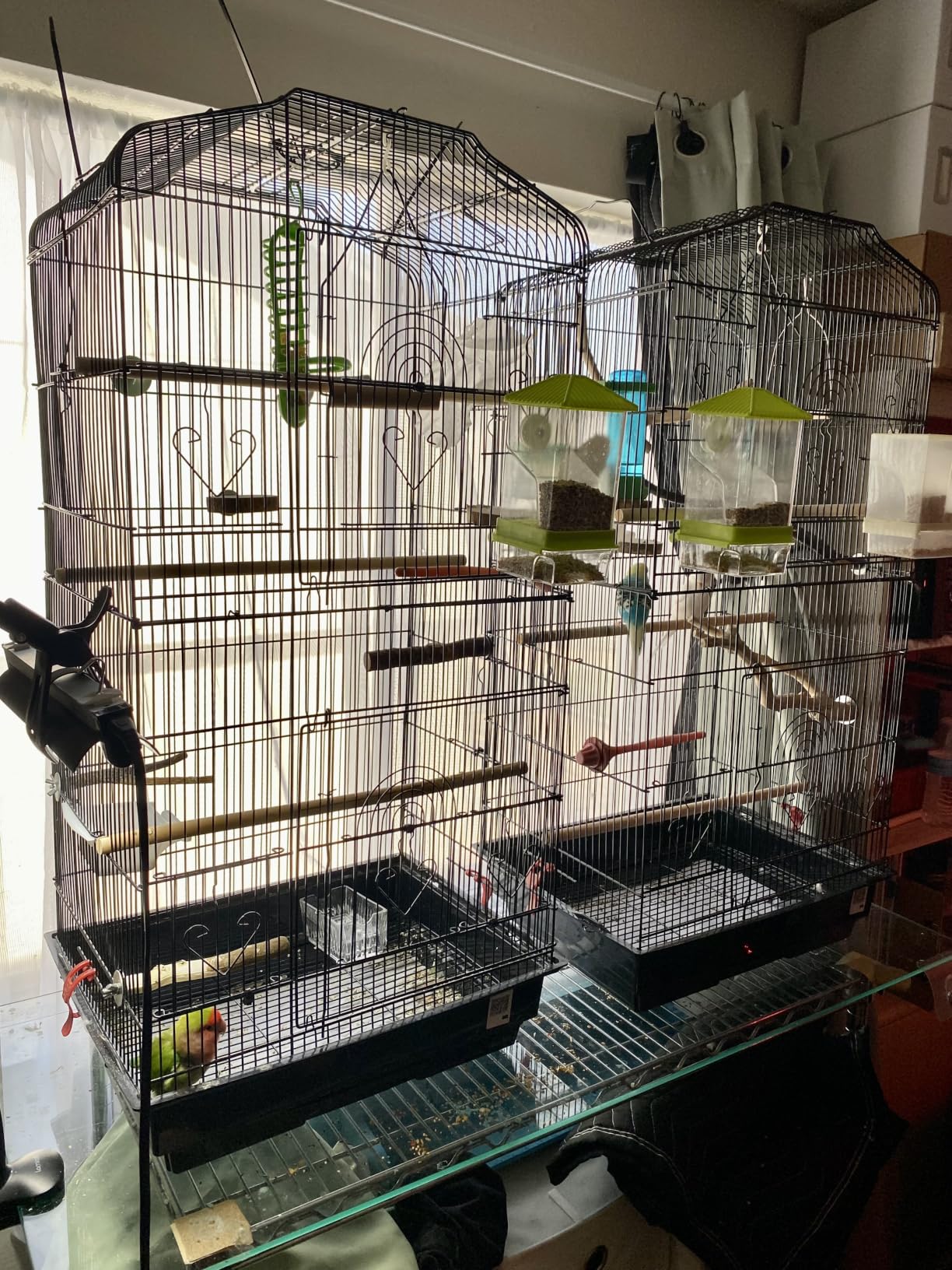 VEVOR 41-inch Open Top Large Parrot Bird Cage, Hanging Bird Cage for Parakeets Finches Canaries Lovebirds Cockatiels Budgies Small Quaker Conures Travel Pet Flight Birdcage with Swing and Perch customer photo 2