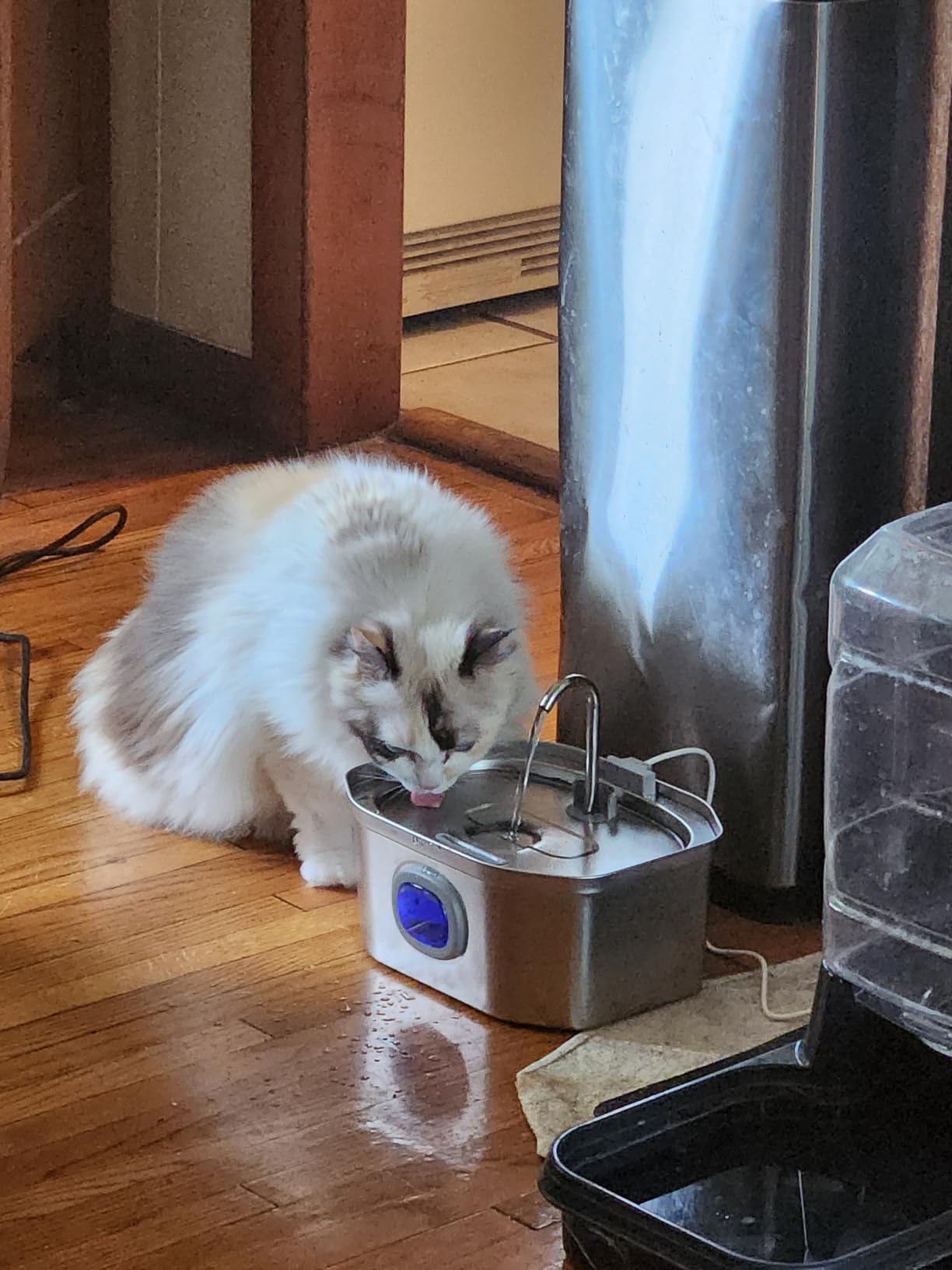 Cat Water Fountain, Apauk 108oz/3.2L Silent cat Water Fountain Stainless Steel, Cat Fountain, Automatic Pet Water Fountain, Dog Bowl, Controllable Blue Light - (2 Filters & 2 Sponges) customer photo 1