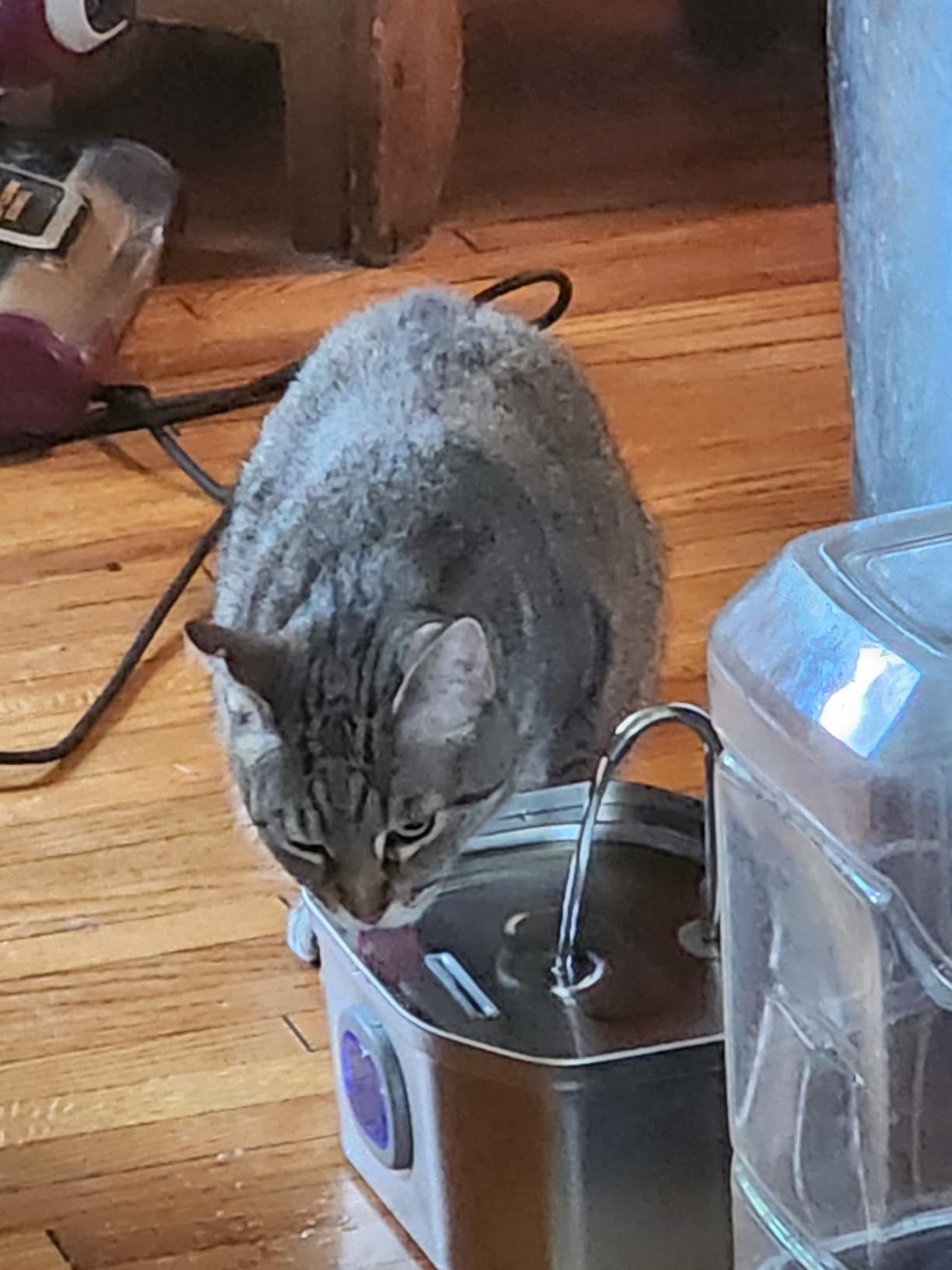 Cat Water Fountain, Apauk 108oz/3.2L Silent cat Water Fountain Stainless Steel, Cat Fountain, Automatic Pet Water Fountain, Dog Bowl, Controllable Blue Light - (2 Filters & 2 Sponges) customer photo 2