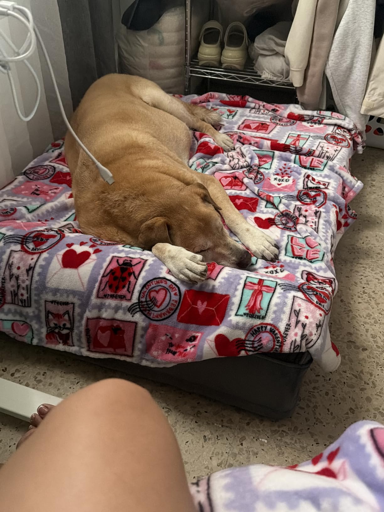 NOAH & PAW XL Dog Bed, 45x35x9.1 Inch, Orthopedic Large Dog Beds, Eggshell Memory Foam Infused with Cooling Gel, Water Resistant, Machine Washable, Includes Inner Cover (Velvet Collection) customer photo 2