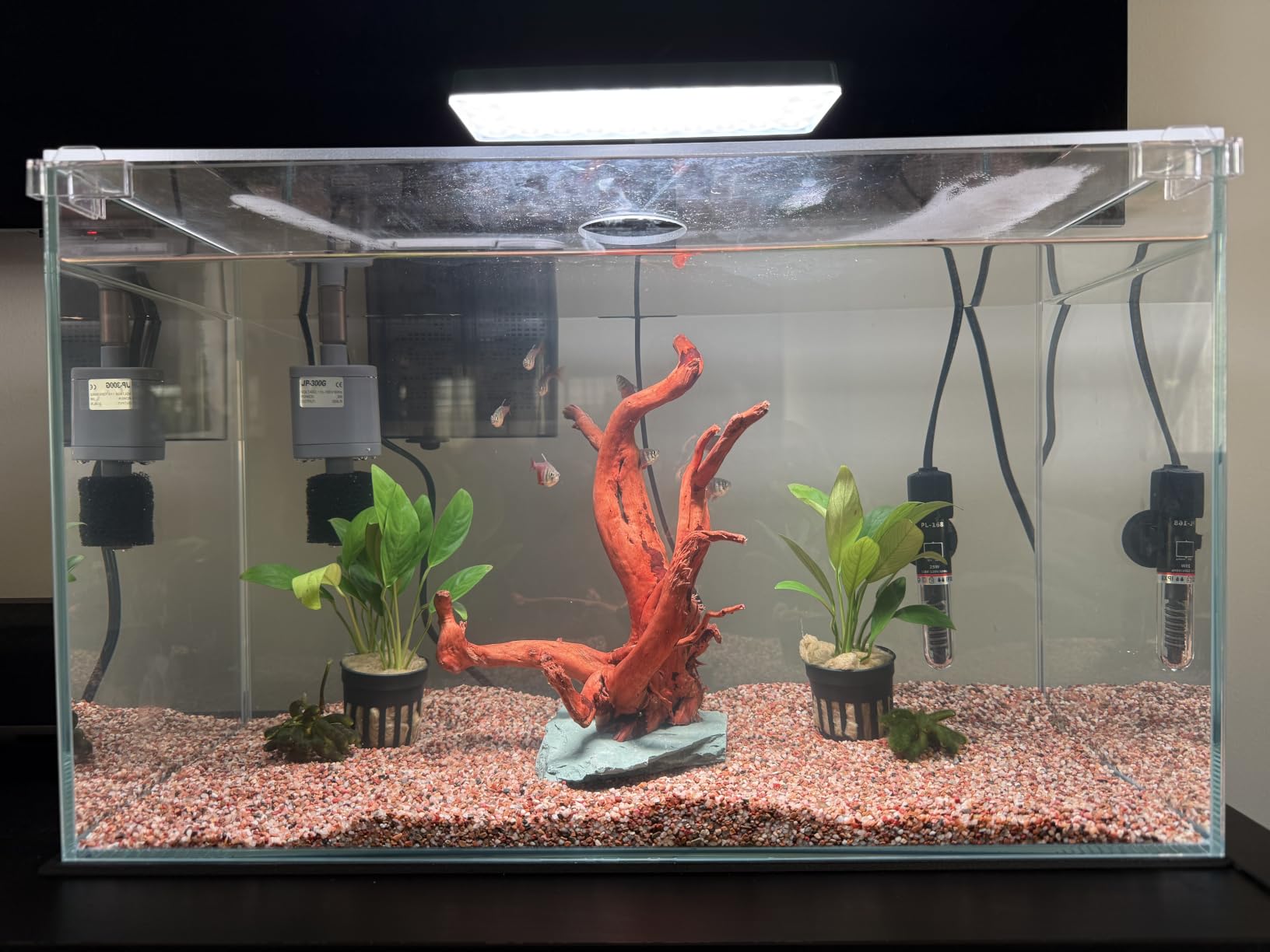 3 Gallon Glass Small Fish Tank, Betta Fish Tank Starter Kit with Filter, Lights, Lid customer photo 1