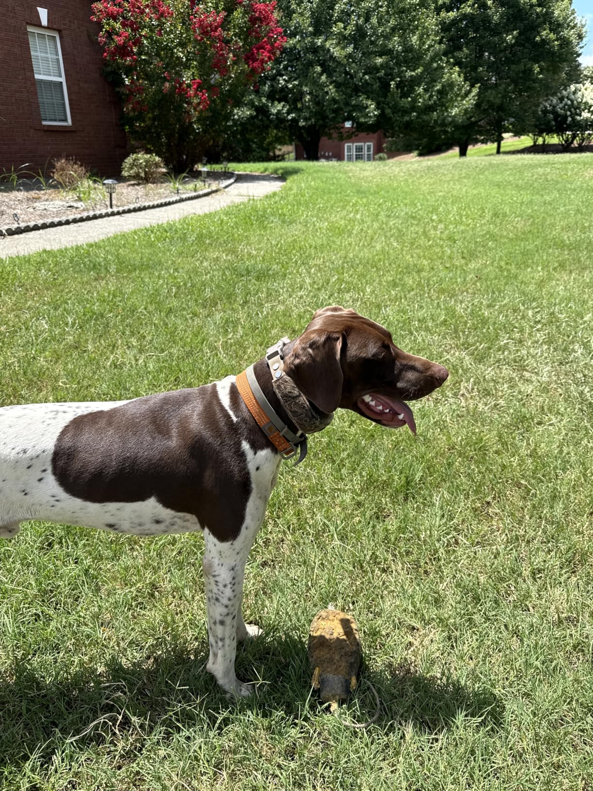 Halo Collar 5 Wireless Dog Fence & GPS Dog Collar, Keep Your Dog Safely Contained Outdoors with App-Controlled Boundaries and Real-Time Tracking, One Size, Midnight customer photo 1