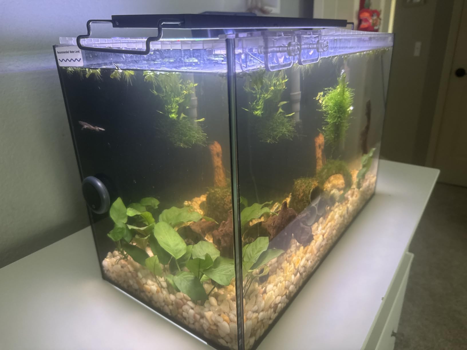 10 Gallon Aquarium Set Glass Fish Tank, Heater Self Cleaning System Filter with Media Bright Light Cleaning Tool, Leak-Proof Clear Rimless Betta Tropical Freshwater Fish customer photo 2