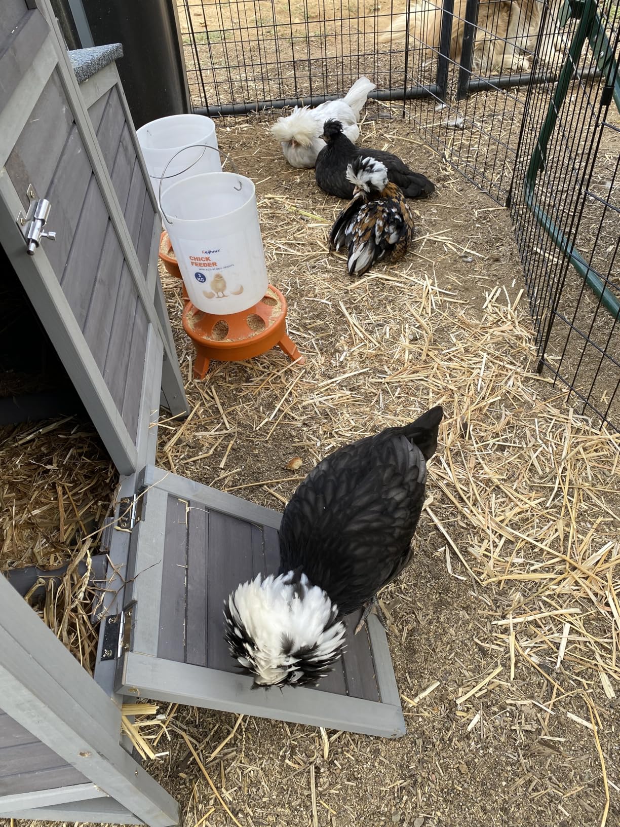 Aivituvin Extra Large Chicken Coop for 8-10 Chickens, Reinforced Outdoor Wooden Hen House with Run, 6 Nesting Boxes, Easy Clean Pull-Out Tray, Waterproof Asphalt Roof customer photo 2