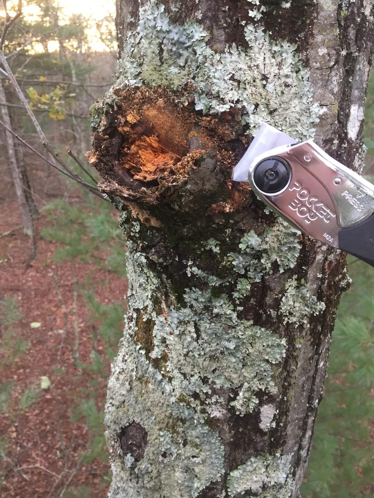 Silky Professional Series PocketBoy Folding Saw 170mm Medium Teeth (340-17) customer photo 2