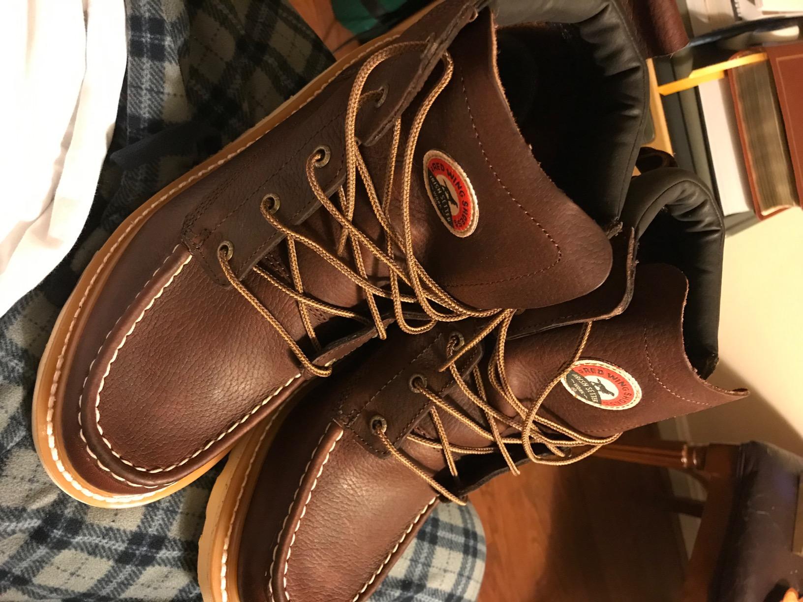 Irish Setter Ashby 6
