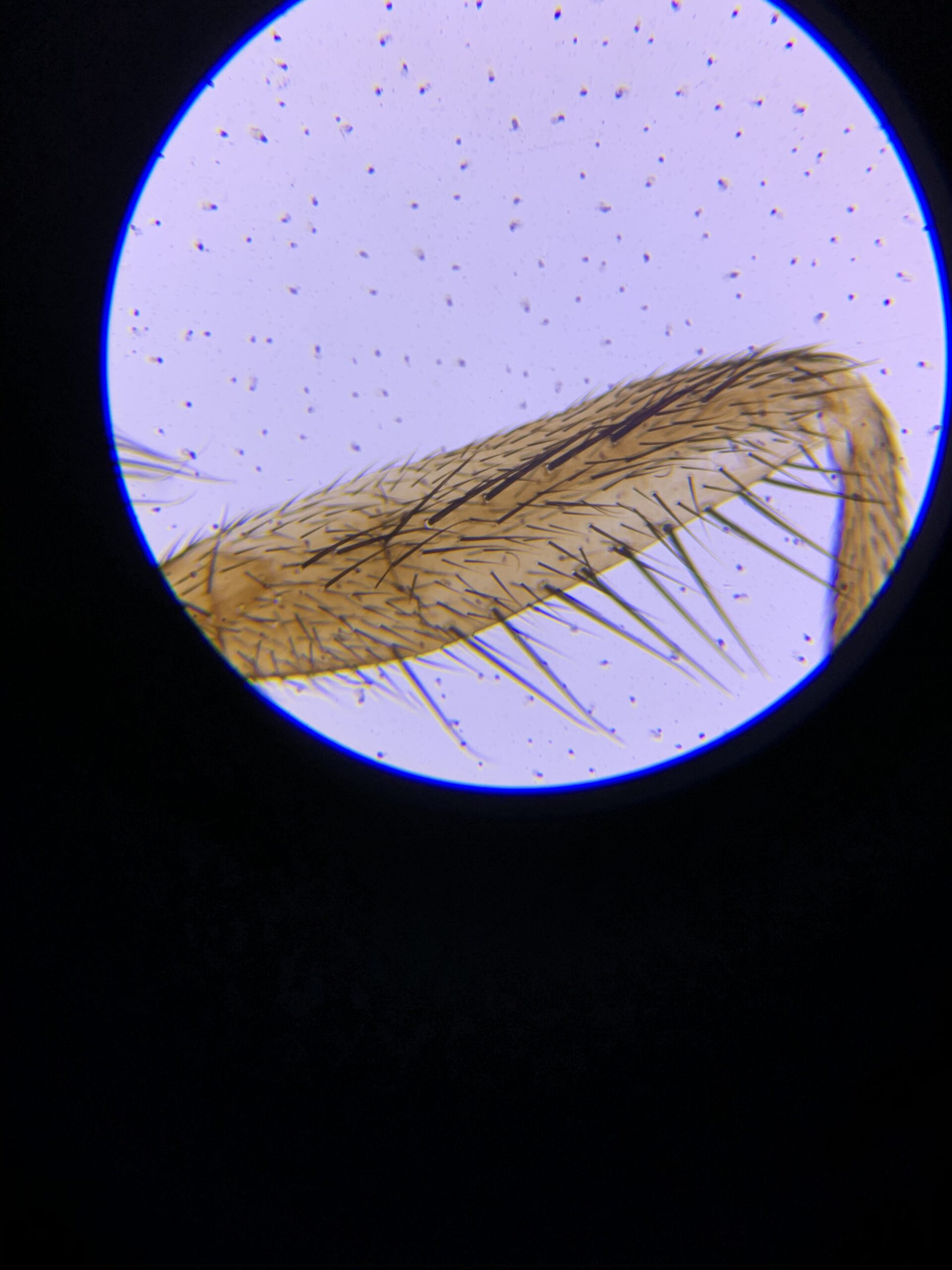 AmScope M162C-2L-PB10-WM Awarded 2018 Best Students and Kids Microscope Kit - 40X-1000X Dual Light All Metal Microscope with Slides and Microscope Book, Blue customer photo 1