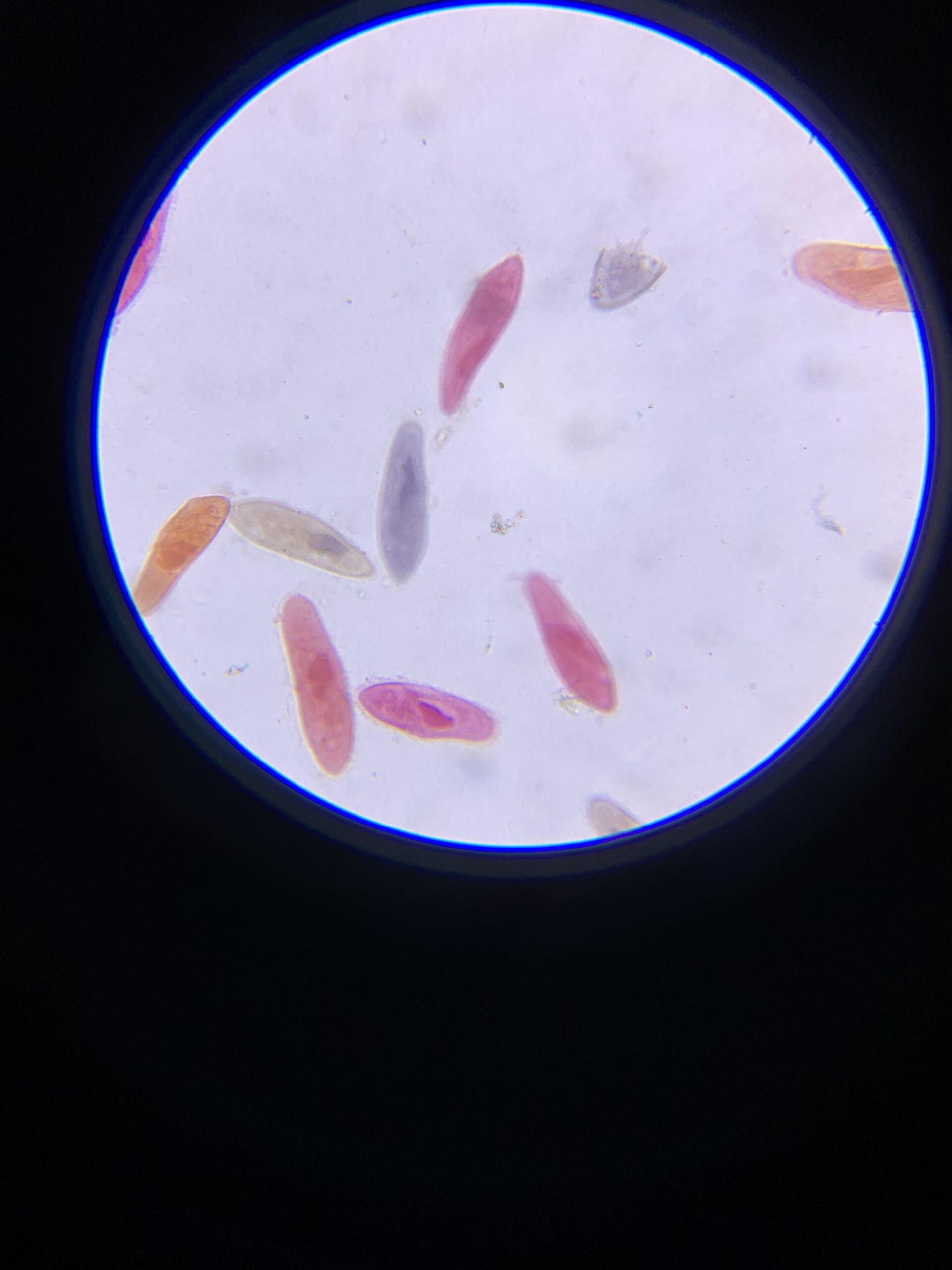 AmScope M162C-2L-PB10-WM Awarded 2018 Best Students and Kids Microscope Kit - 40X-1000X Dual Light All Metal Microscope with Slides and Microscope Book, Blue customer photo 2