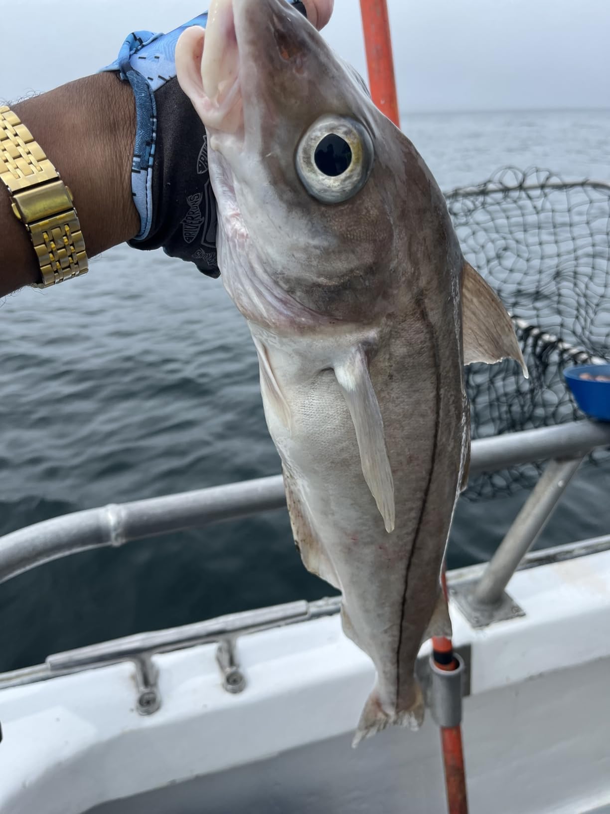 Daiwa Lille Leo Blitz S500 customer photo 2