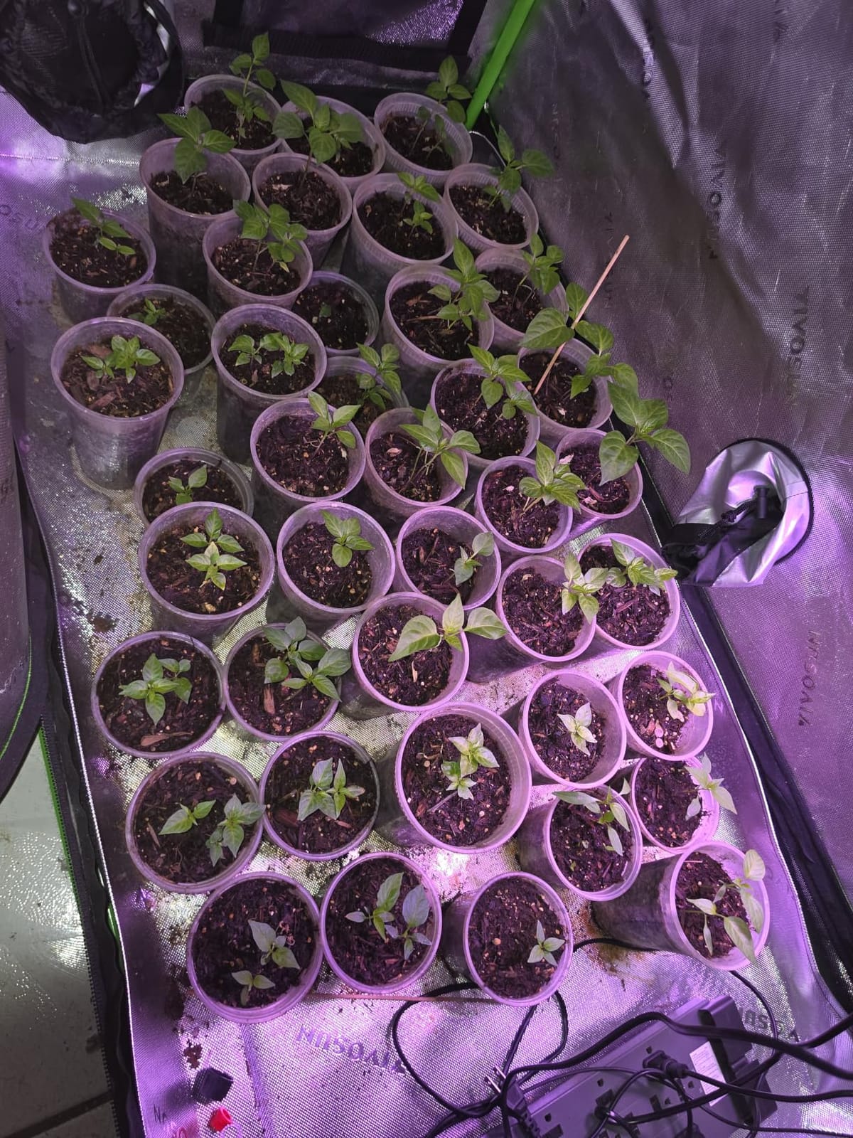 VIVOSUN S558 5x5 Grow Tent 60