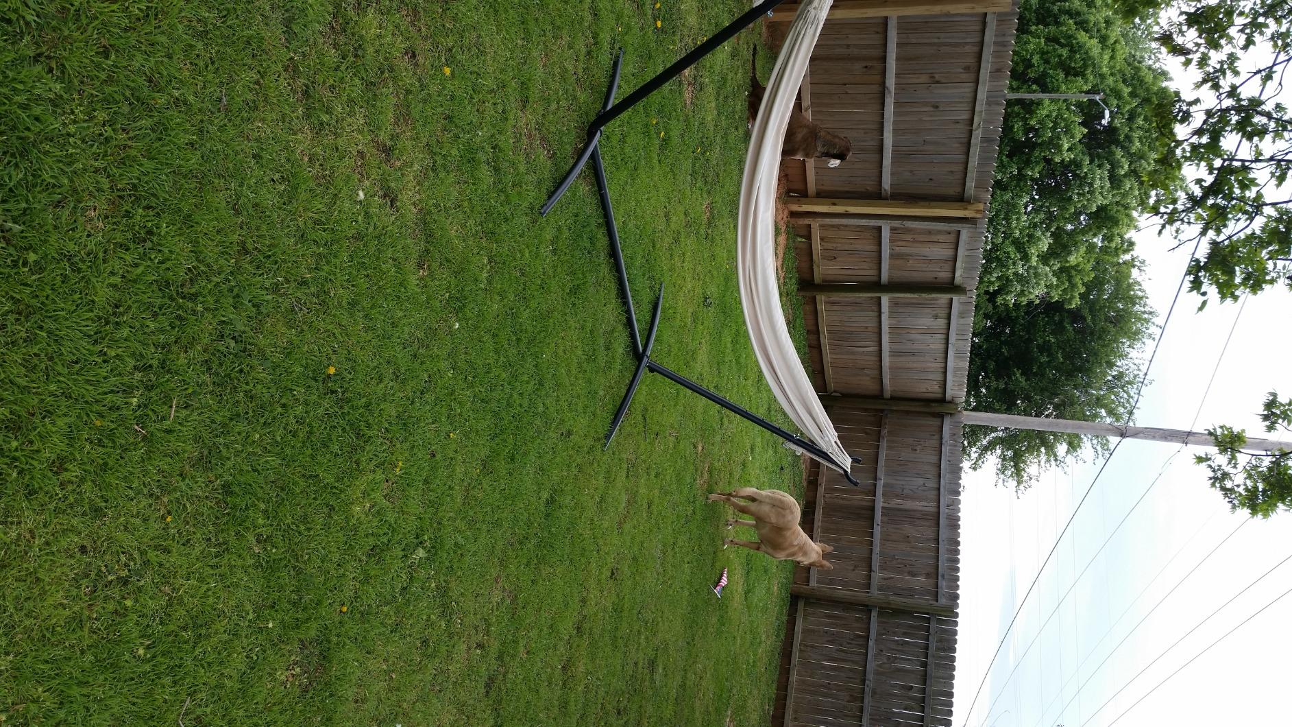 Hammock Stand Portable Heavy Duty Hammock Stand Portable Steel Stand Only for Outdoor Patio or Indoor with Carrying Case (No Hammock) customer photo 2