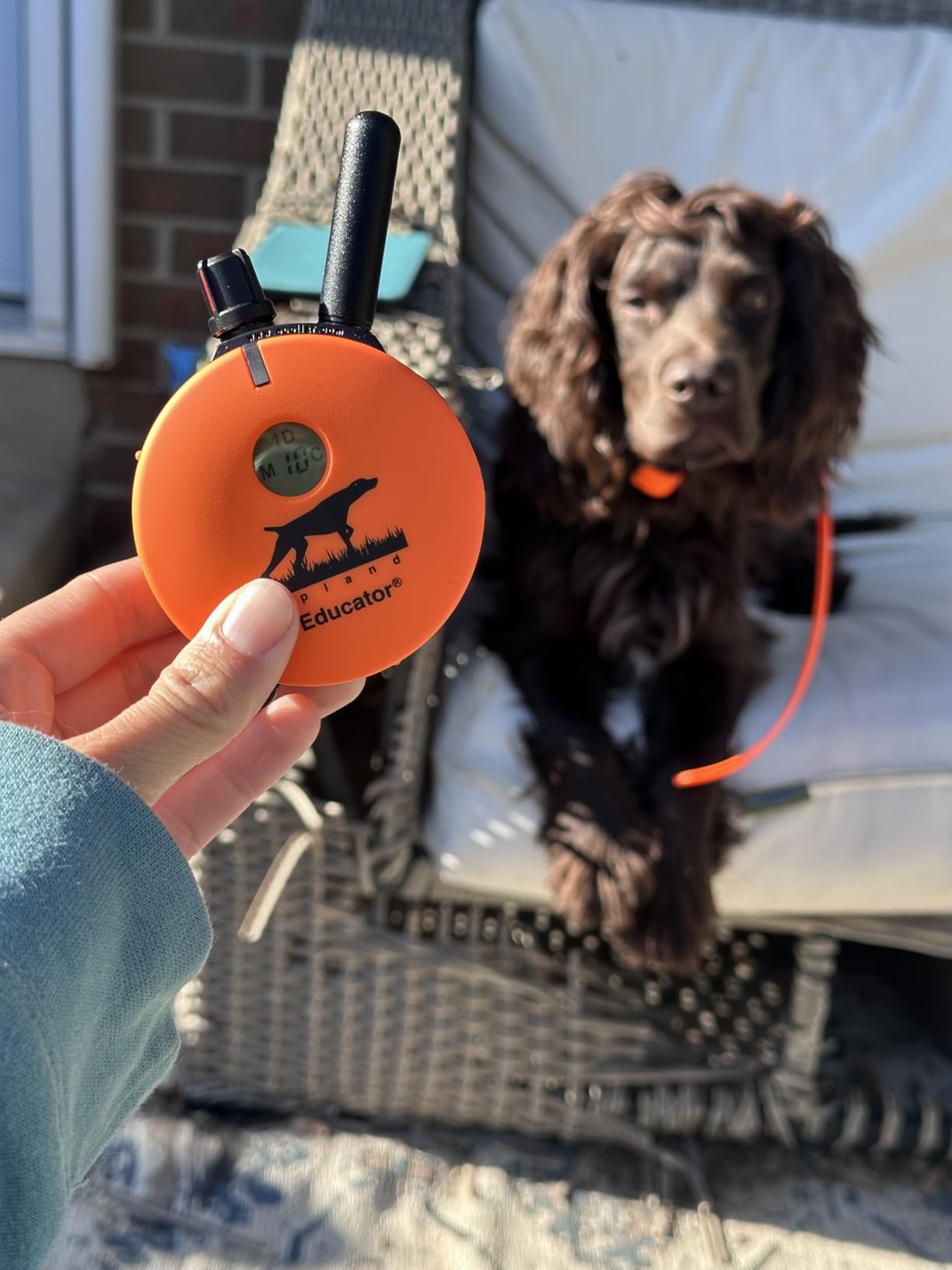 Educator UL-1200 Upland Hunting Dog E Collar for Dog Training with Remote - 1 Mile Range, Waterproof, 100 Stimulation Levels, Tone or Vibration Mode, Night Light for Small, Medium & Large Dogs customer photo 1