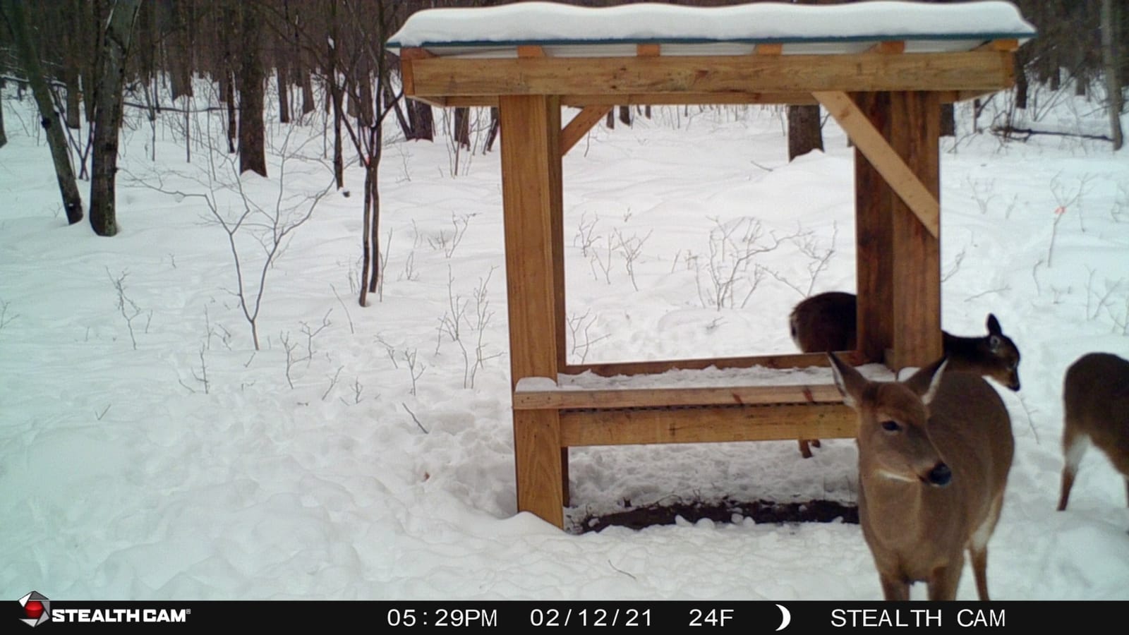 Stealth Cam 2020 G42NG 24MP No-Glow Trail Camera | Kryptek Camouflage customer photo 2
