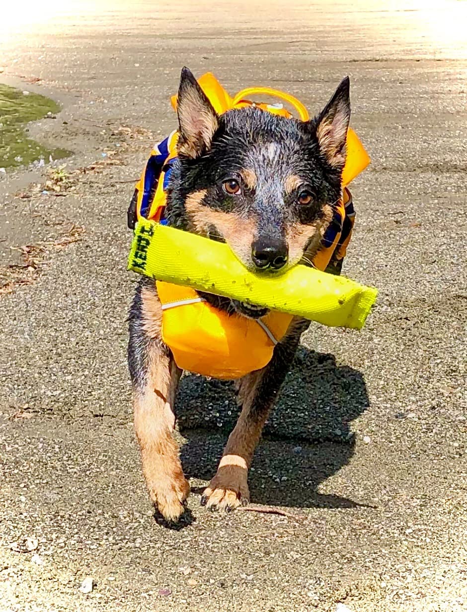2-in-1 Floating Fetch Toy & Bite Tug - Tough, Strong, Interactive Dog Throw Toys for Medium to Large Dogs - Perfect for Dock Diving, Training & Fetching - Fire Hose Ballistic Water Pool Dog Fetch Toy customer photo 1