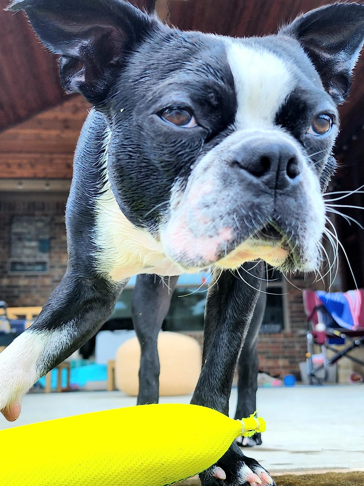2-in-1 Floating Fetch Toy & Bite Tug - Tough, Strong, Interactive Dog Throw Toys for Medium to Large Dogs - Perfect for Dock Diving, Training & Fetching - Fire Hose Ballistic Water Pool Dog Fetch Toy customer photo 2