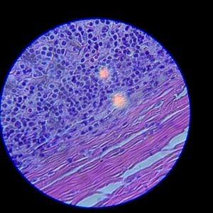 SWIFT SW380B 40X-2500X Magnification, Siedentopf Head, Research-Grade Binocular Compound Lab Microscope with Wide-Field 10X and 25X Eyepieces, Mechanical Stage, Ultra-Precise Focusing customer photo 2