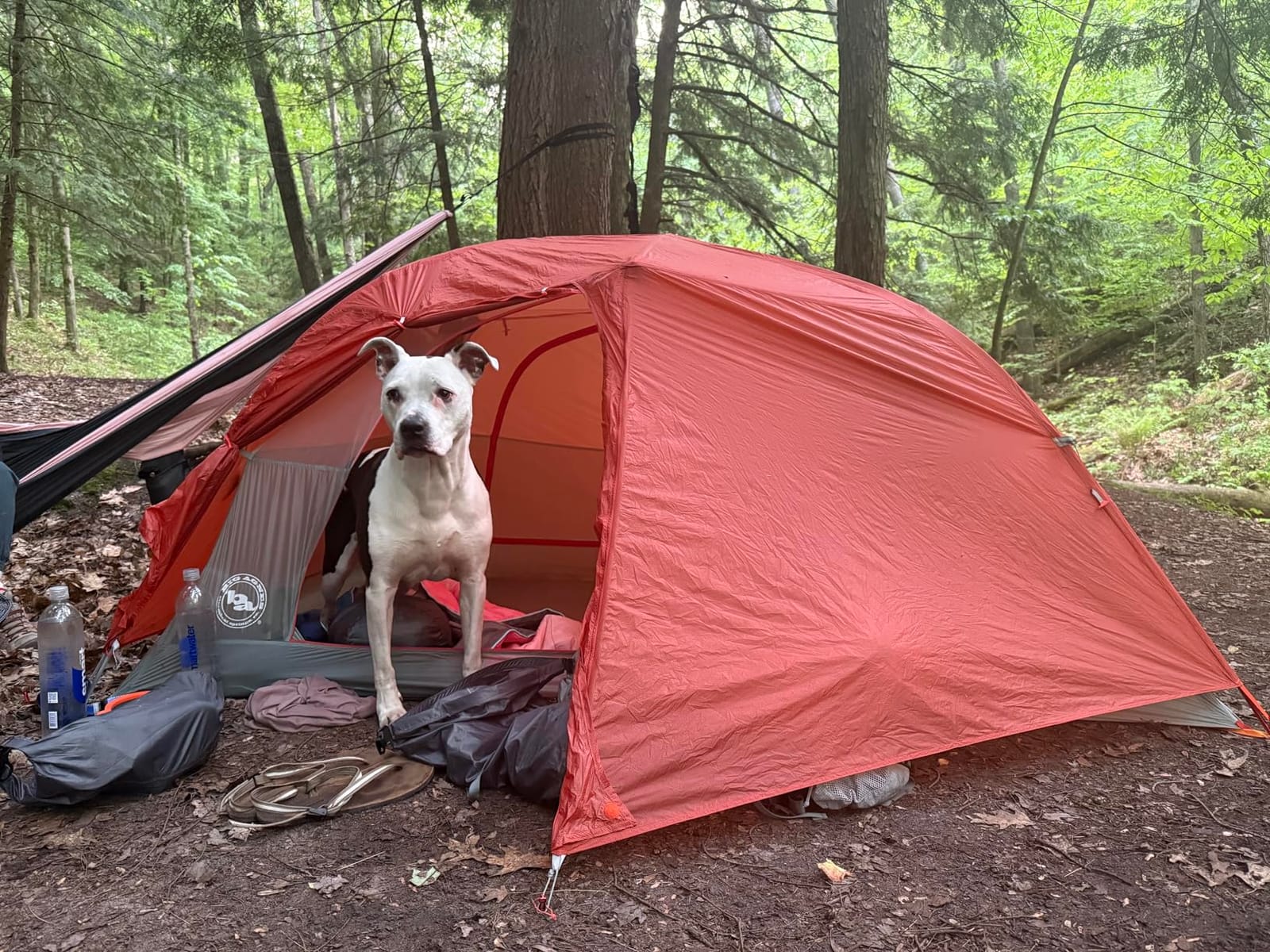 Big Agnes Copper Spur HighVolume Ultralight Backpacking and Camping Tent | Ultralight high-volume design with awning vestibules, TipLok setup, and spacious storage for camping customer photo 1