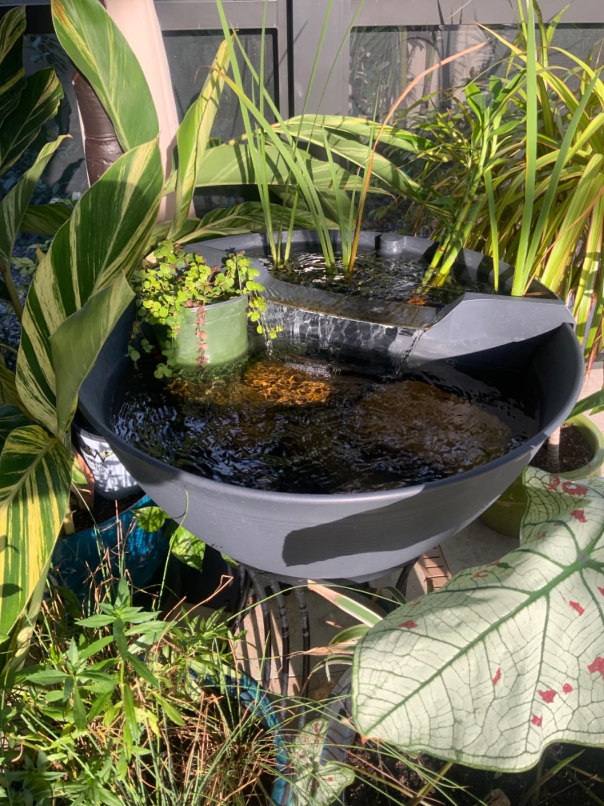 Aquascape AquaGarden Pond Kit, Container Water Garden | 78325 customer photo 1