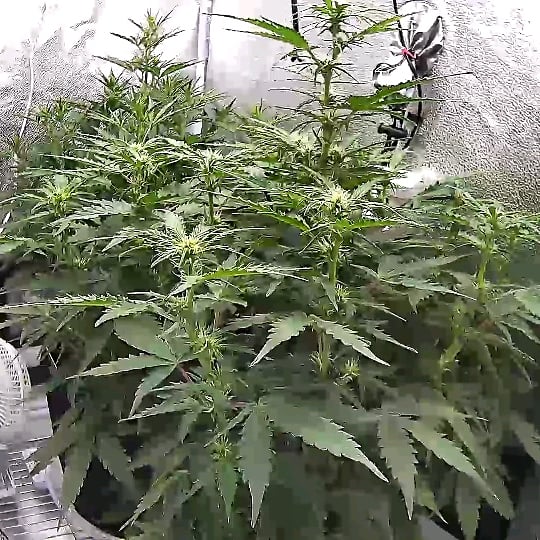 Spider Farmer 2x4 SF2000 200W Complete Grow Tent Kit with GGS Auto Control | Full Spectrum Dimmable LED Grow Light, 24