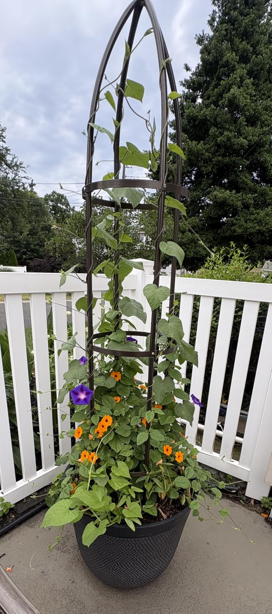 100% Metal Garden Obelisk Trellis Heavy Duty 6.3 ft Tall for Climbing Vines | Upgraded 16mm Thick Steel Tubes Rustproof Bronze Tower, 4.9lb Tall Plant Support Stands for Flowers, Roses, Clematis & Tomato customer photo 2
