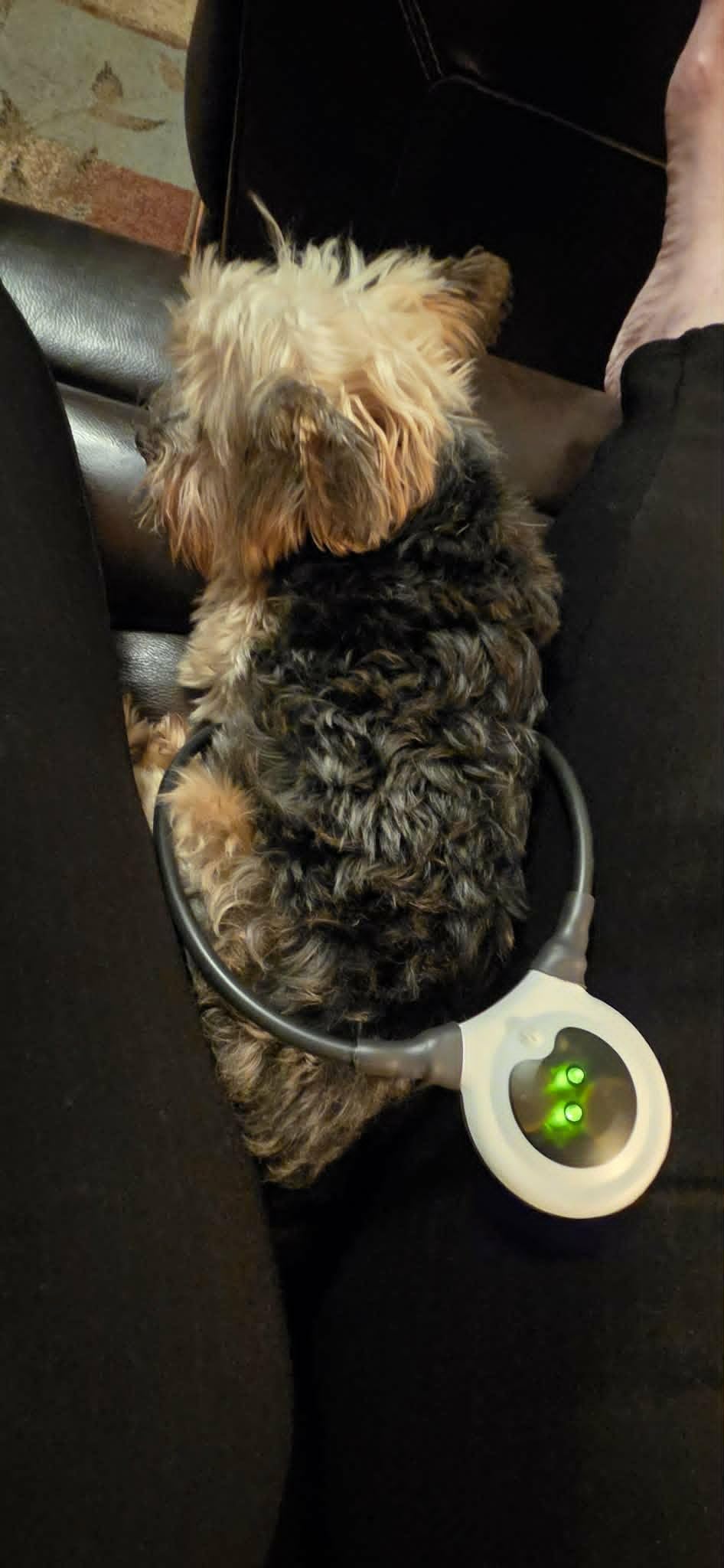 Assisi Loop 2.0 Manual tPEMF Device for Dogs, Cats, and Horses (20 cm) customer photo 2