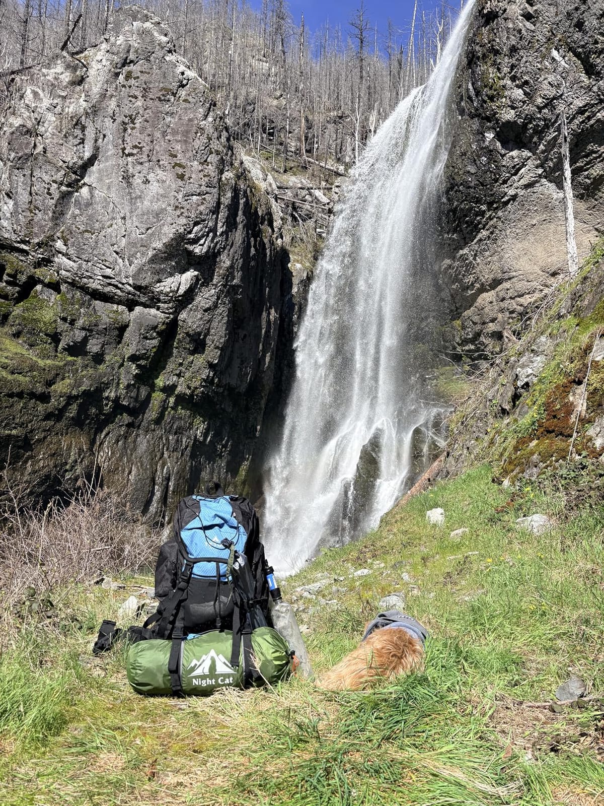 Teton 55L Scout Internal Frame Backpack for Hiking, Camping, Backpacking, Travel, Rain Cover Included, Olive customer photo 1