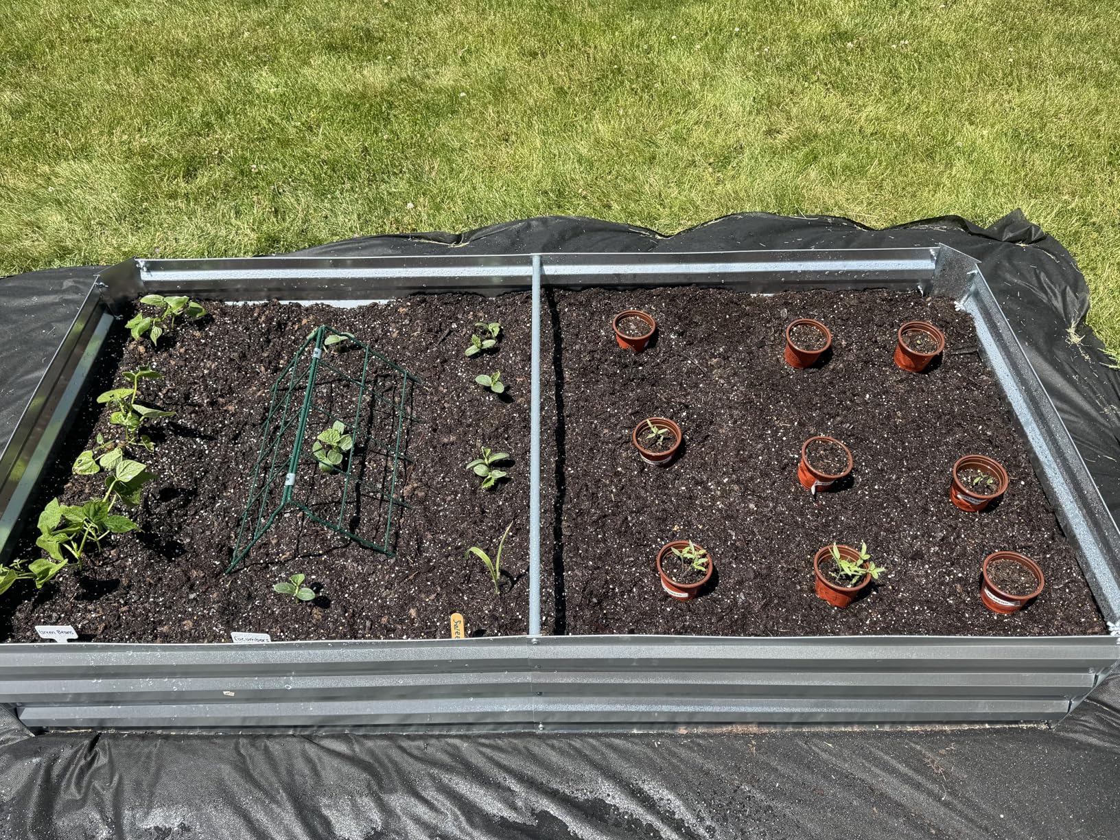 Quictent Raised Garden Bed with Cover Outdoor Galvanized Metal Planter Box Kit, w/ 2 Large Screen Windows Mini Greenhouse 20pcs T Tags 1 Pair of Gloves Included for Growing Vegetables 6x3x1ft (Clear) customer photo 1