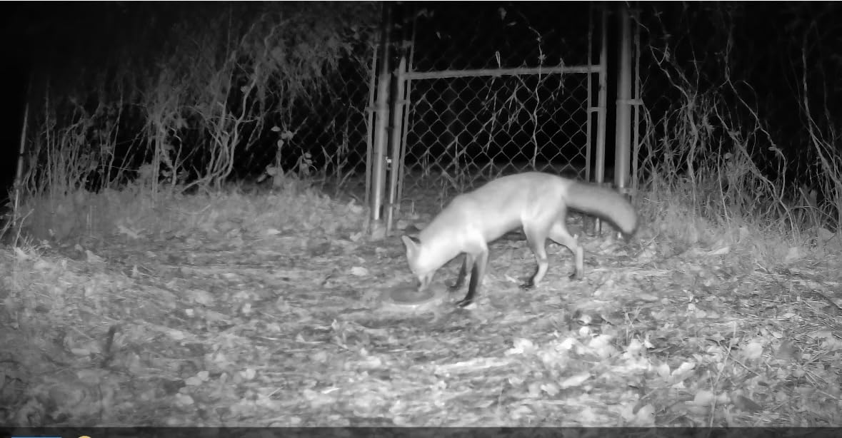 GardePro E5S Trail Camera, 64MP Photo and 1296P HD Video | 0.1s Trigger, 100ft No-Glow Night Vision, Motion Activated, Non-Cellular, Non-WiFi customer photo 2