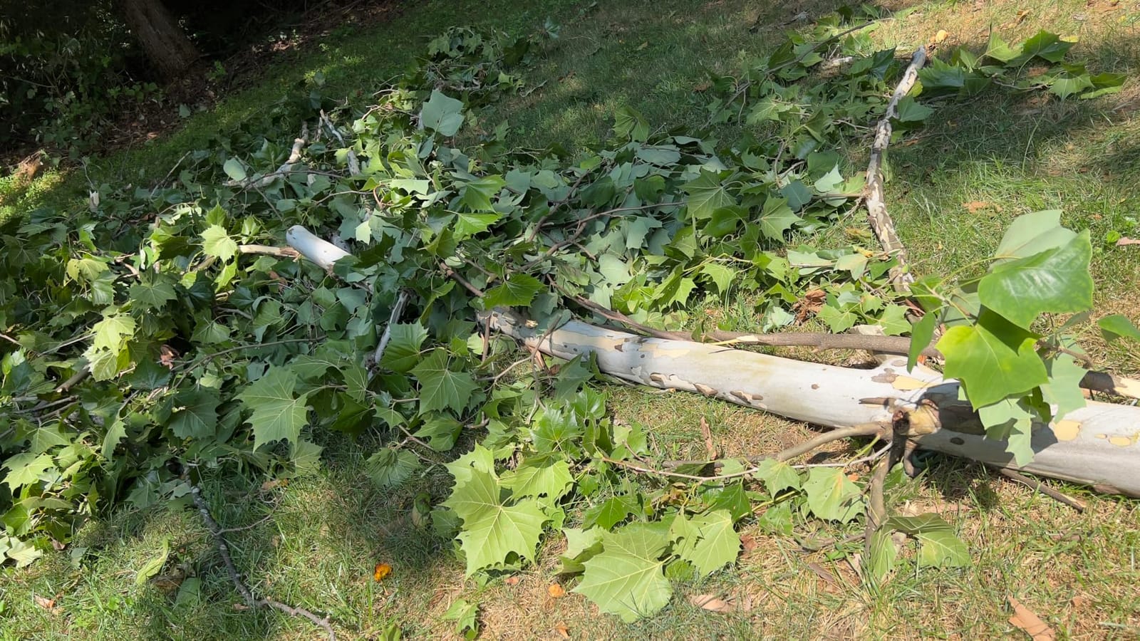 EGO POWER+ Chain Saw, 16” Battery Powered Chainsaw, Electric Cordless, Includes 56V 2.5Ah Battery and Charger – CS1611 customer photo 1