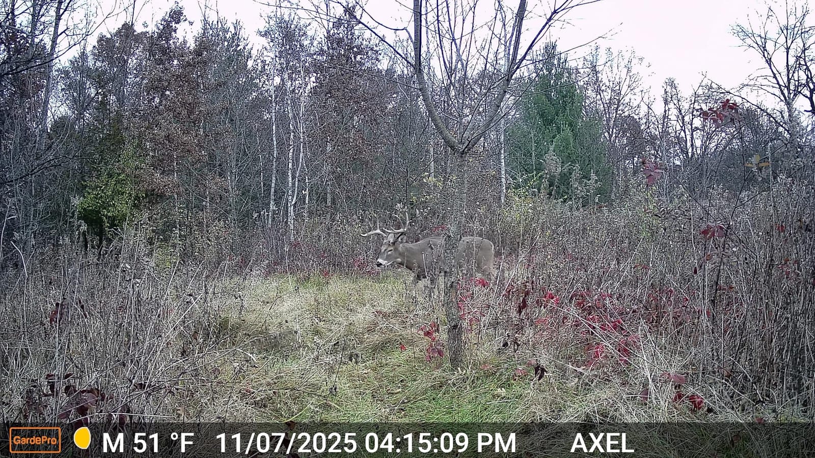 GardePro E5S Trail Camera, 64MP Photo & 1296P HD Video | 0.1s Trigger, 100ft No-Glow Night Vision, Motion Activated, Non-Cellular, Non-WiFi customer photo 2