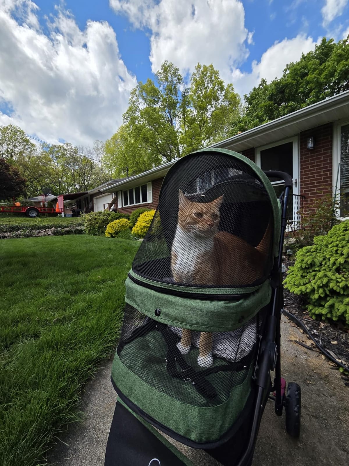 ROODO 3 Wheel Pet Stroller Best Lightweight Foldable Compact Portable Jogger All Terrain Travel Pet Gear Puppy Kitty Stroller for up to 30lbs Medium Small Dogs and Cats(Green) customer photo 2