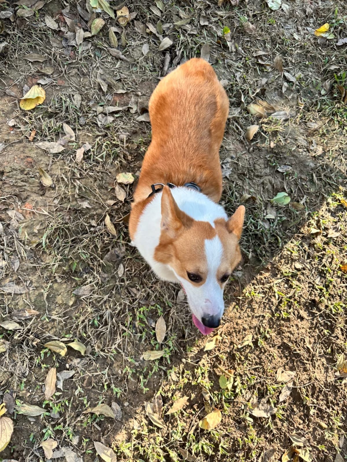 Aorkuler GPS Dog Tracker - No Phone, No Signal, No Subscription | Real-Time Direction & Distance Up to 3.5 Miles | Built for Hiking, Farms & Off-Grid Adventures (Tracker 2) customer photo 1
