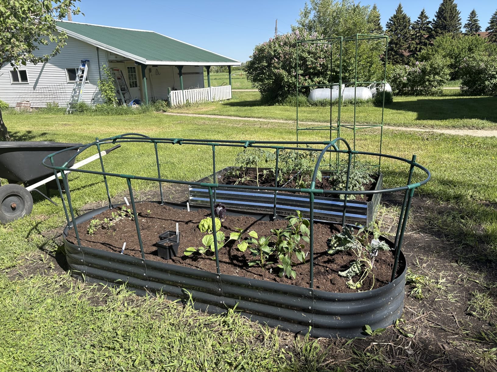 Quictent Raised Garden Bed Kit with Self Watering System & Netting 6x3x1Ft | Large Oval Metal Outdoor Planter Garden Boxes for Vegetables Herbs Flowers customer photo 1