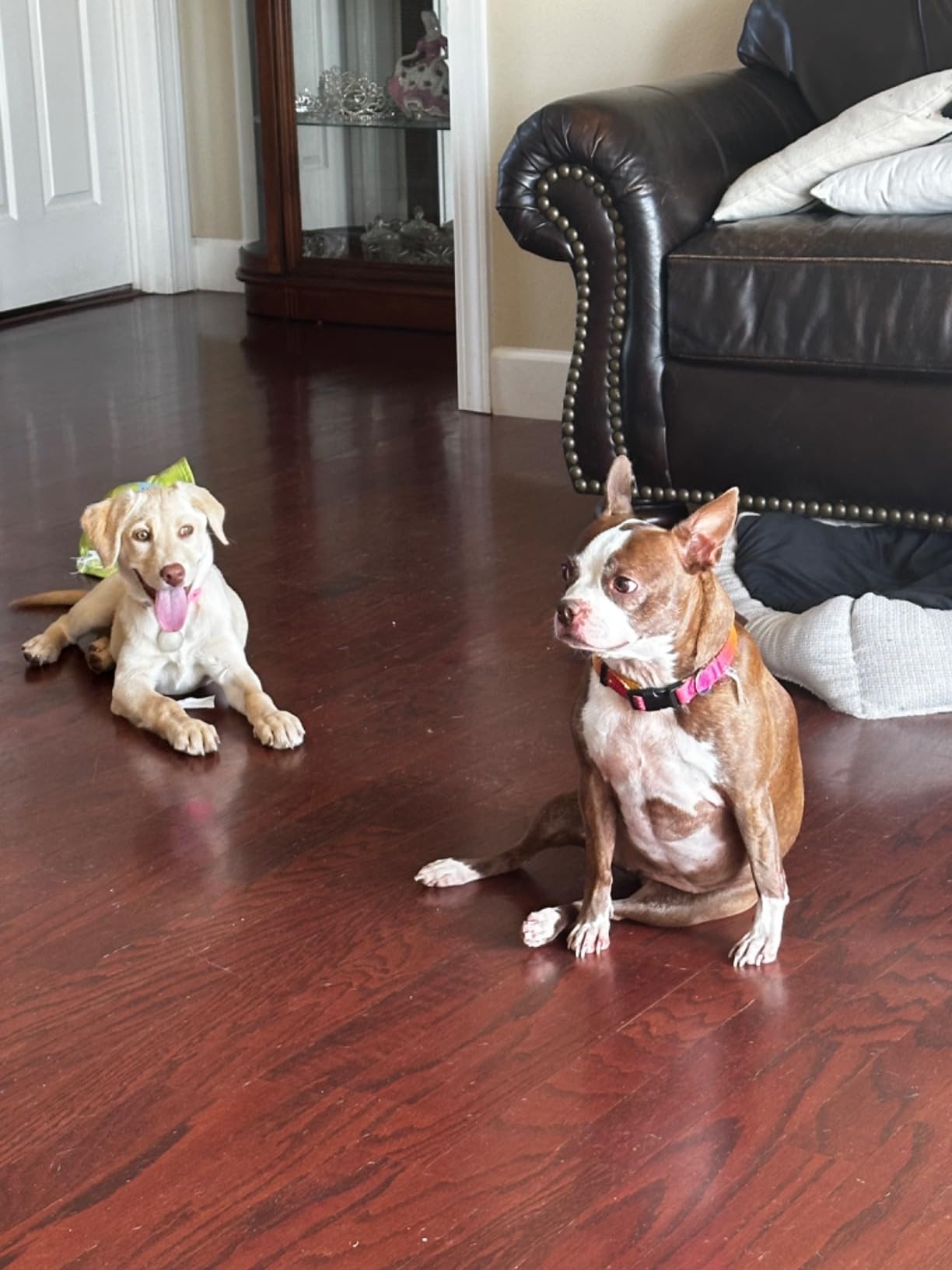 BINGPET Dog Float Bumper Toy, 10.8