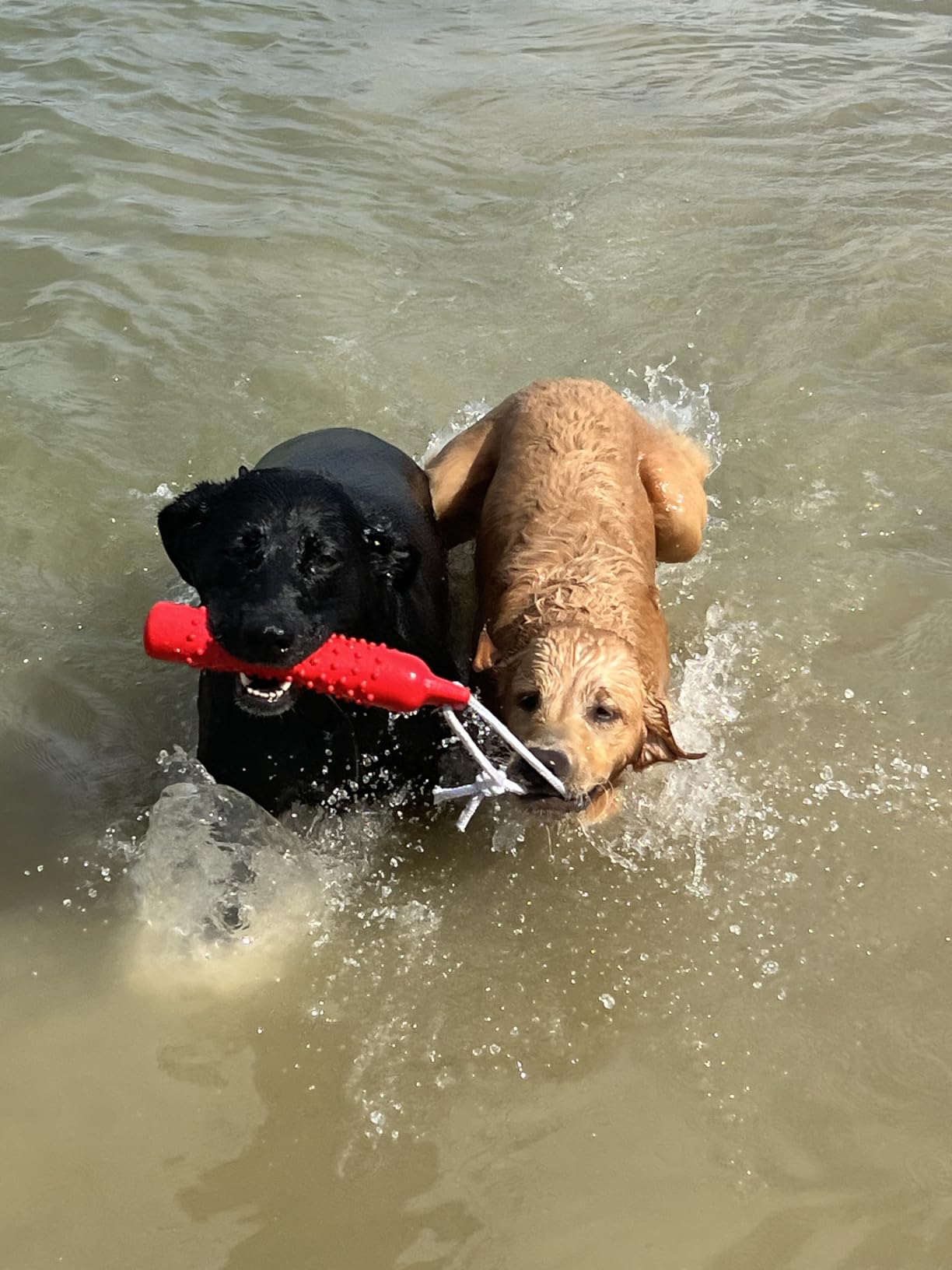 BINGPET Dog Float Bumper Toy, 10.8
