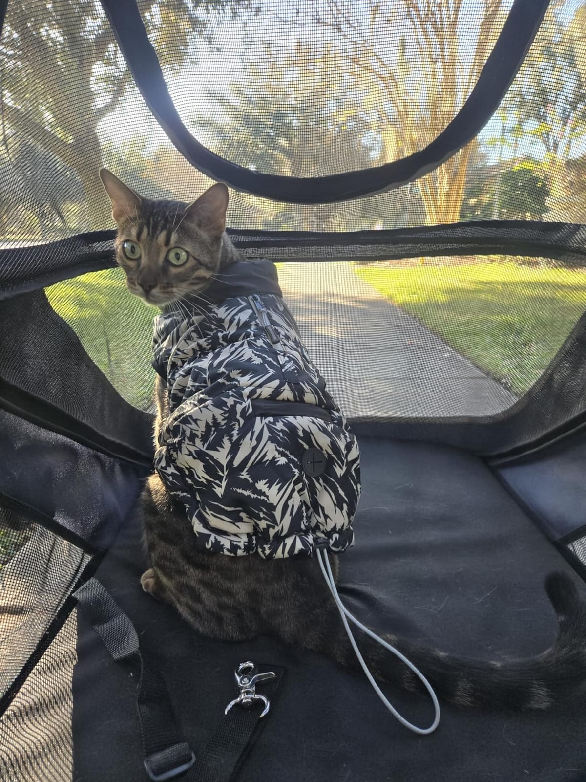 CANINE CANYON All-Terrain Pet Stroller for Large & Medium Dogs | Easy fold, 130 lbs capacity for 2 dogs. Dual entry, 1-foot brake, sunroof & breathable windows for outdoor adventures, Blue customer photo 2