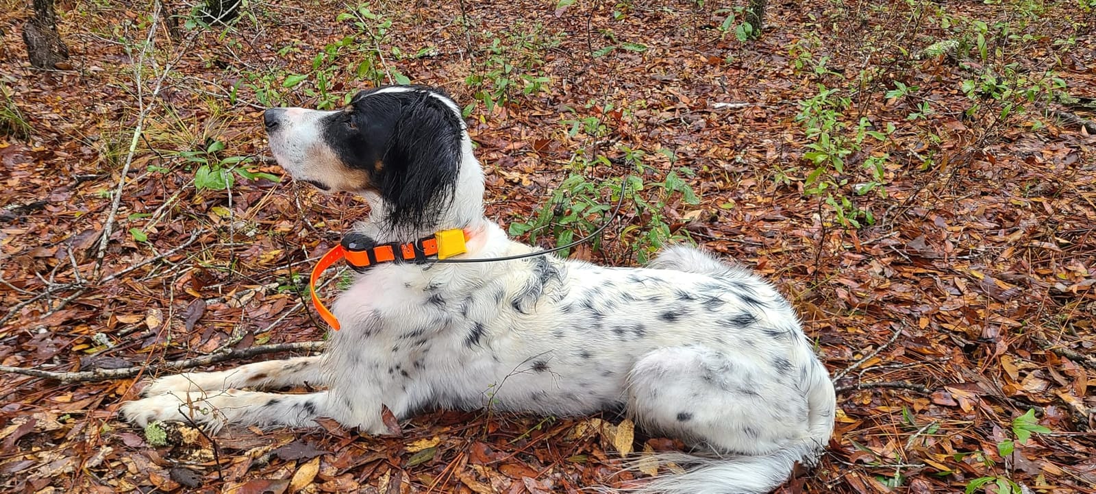 Dogtra PATHFINDER2 MINI Compass Live GPS Dog Tracking & Training System - 4-Mile Range E-Collar Handheld with No Subscription, Offline Maps, GPS Fence, Expandable up to 21 Dogs, for Dogs 15+ lbs customer photo 2