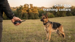 best dog training collars