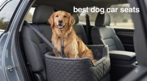best dog car seats