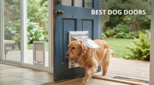 best dog doors