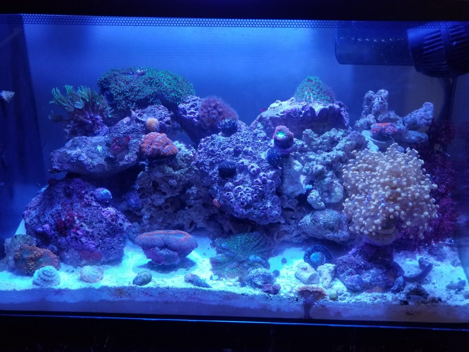 Fluval Evo XII Saltwater Aquarium Kit, 13.5 Gal. | Saltwater Fish Tank with Reef-Capable LED, Efficient 3-Stage Filtration and Seamlessly Integrated Hardware customer photo 1