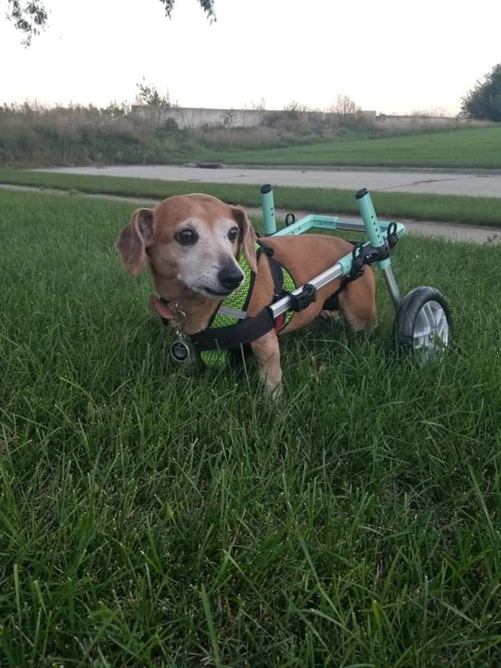 Walkin' Wheels Small Dog Wheelchair, Lightweight Dog Wheelchair for Back Legs, 15-25 lbs, for 12-15 inches Leg Height - Blue customer photo 1