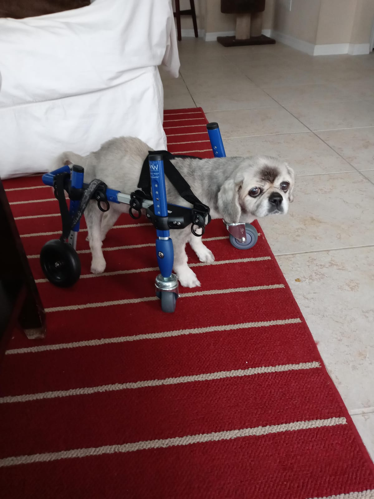 Walkin' Wheels Small Dog Wheelchair, Lightweight Dog Wheelchair for Back Legs, 15-25 lbs, for 12-15 inches Leg Height - Blue customer photo 2