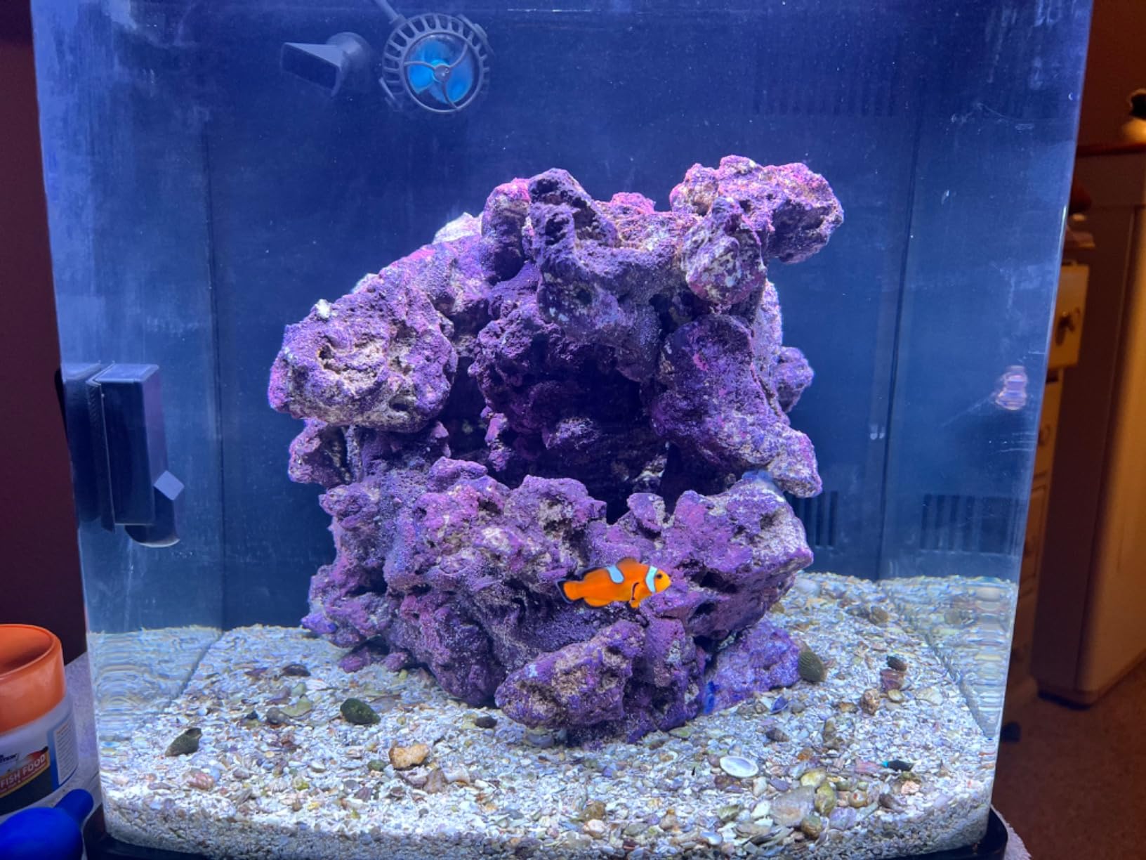 Coralife LED Biocube Aquarium Starter Kit, 16 Gallon Tank for Beginners | Start a reef tank. Cube aquarium with LED hood. Fish tank with filter, pump, 24-hour timer customer photo 1