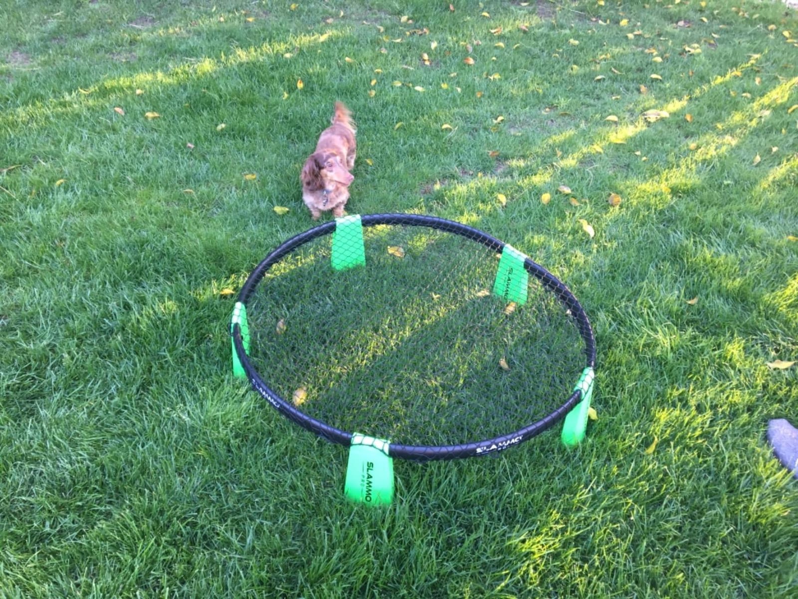 GoSports Slammo PRO Game Set - Premium Outdoor Lawn, Beach & Tailgating Roundnet Game customer photo 1