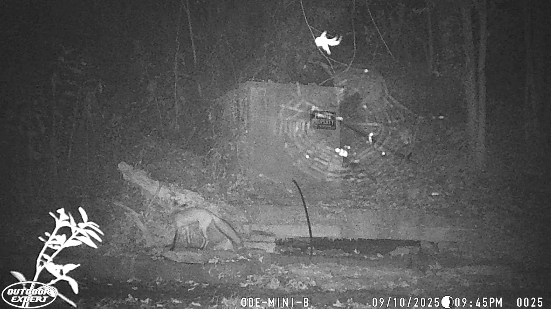 OUTDOOR EXPERT Game Camera 20MP Mini, 1080P Hunting Trail Camera with No Glow 940nm Night Vision, Motion Activated, IP66 Waterproof, 80ft Illumination Range for Wildlife Monitoring customer photo 1