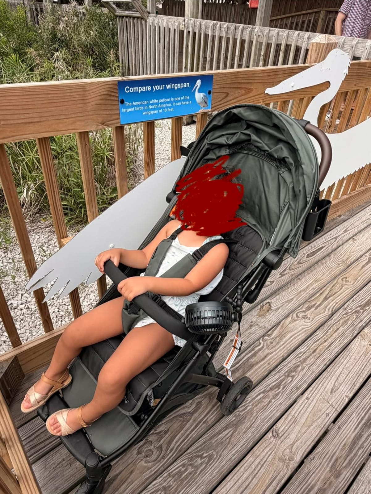 Ingenuity 3Dquickclose CS+ Compact Fold Stroller - Lightweight Stroller with Oversized Canopy, Extra-Large Storage and Compact Fold, Forest customer photo 2